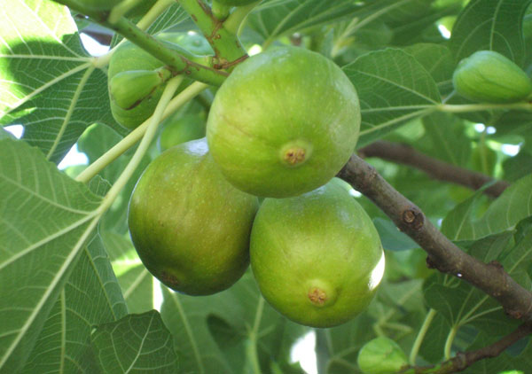 Related image